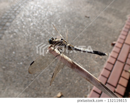 鹽卡拉蜻蜓男 鹽卡拉蜻蜓男 132119815