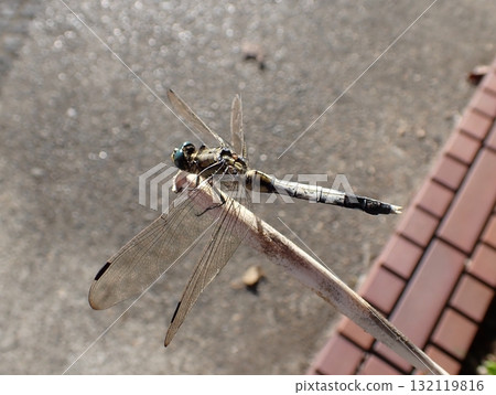 鹽卡拉蜻蜓男 鹽卡拉蜻蜓男 132119816