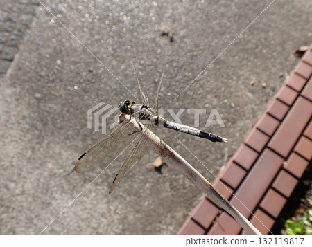 鹽卡拉蜻蜓男 鹽卡拉蜻蜓男 132119817