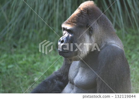 拍攝照片時大猩猩的側面模型 拍攝照片時大猩猩的側面模型 132119844