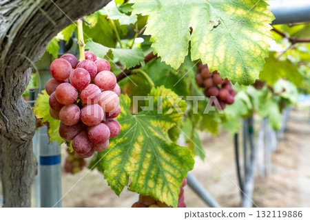 宮城縣仙台市「女王妮娜」葡萄採摘：秋日美味 132119886