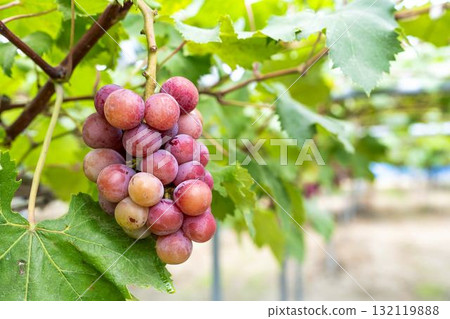 宮城縣仙台市「女王妮娜」葡萄採摘：秋日美味 132119888