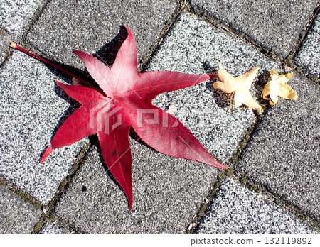 Autumnal maple leaves Autumnal maple leaves 132119892