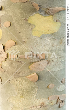 View of the old tree trunk. Wood texture. Tree background. Forest moss background. Natural wood texture. Tree trunk in a forest closeup. View of the old tree trunk. Wood texture. Tree background. Forest moss background. Natural wood texture. Tree trunk in a forest closeup. 132119932