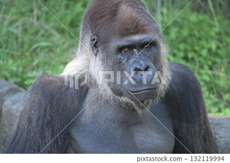 The gorilla is unhappy that there are not many cameras at today's photo shoot. 132119994