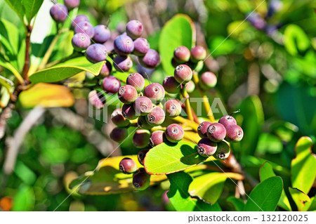 晴天的 Rhaphiolepis umbellata 果實(秋季,十月) 晴天的 Rhaphiolepis umbellata 果實(秋季,十月) 132120025