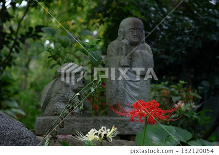 激情花 132120054