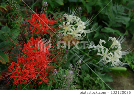 Passion flowers 132120086