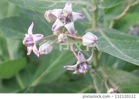 Close-up of delicate pale purple and white star-shaped flowers with dark purple veins, blooming Close-up of delicate pale purple and white star-shaped flowers with dark purple veins, blooming 132120112