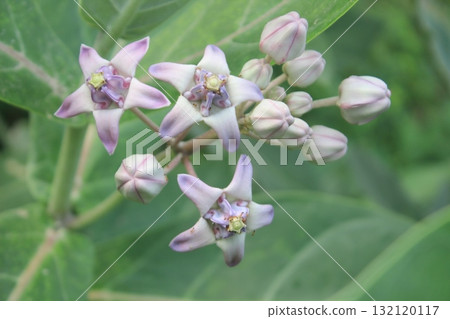 Close-up of delicate purple flowers with fuzzy green leaves in soft focus, suggesting a natural, organic setting 132120117