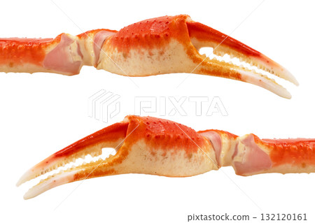 Cooked Peruvian Southern King crab leg isolated on a white background. Crab claws isolated on white background 132120161