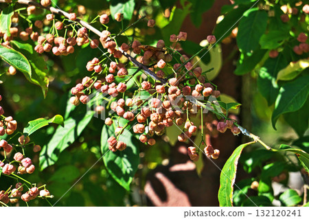 Pink Mayumi fruit (autumn, October) Pink Mayumi fruit (autumn, October) 132120241