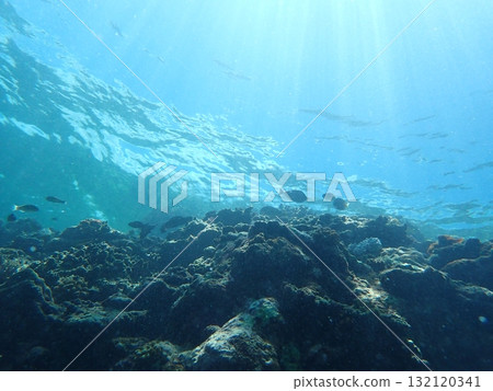 The sun and fish seen from underwater The sun and fish seen from underwater 132120341