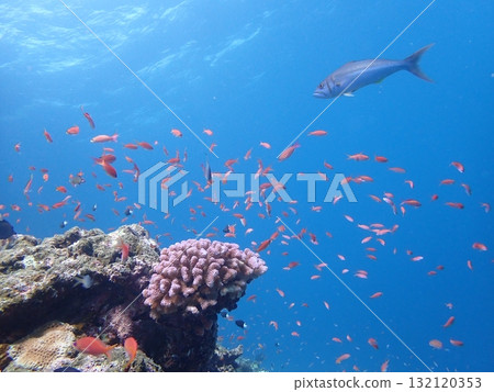 Blue sea and fish Blue sea and fish 132120353