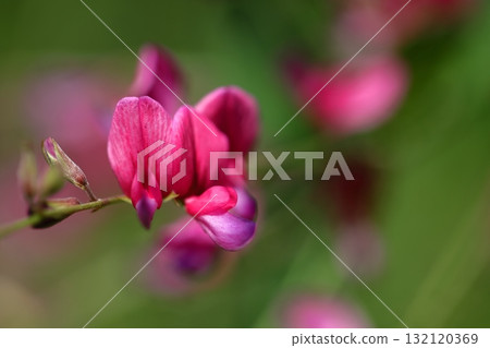 Flowers for the harvest moon 132120369