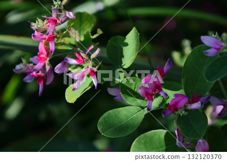 為豐收的月亮獻花 為豐收的月亮獻花 132120370