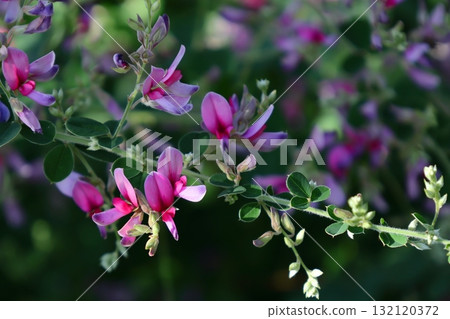 Flowers for the harvest moon Flowers for the harvest moon 132120372