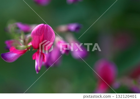 Flowers for the harvest moon Flowers for the harvest moon 132120401