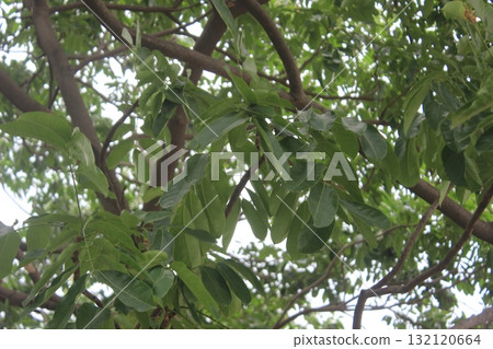 Close-up view of lush green leaves and branches of a tree, seen from below against a bright sky Close-up view of lush green leaves and branches of a tree, seen from below against a bright sky 132120664