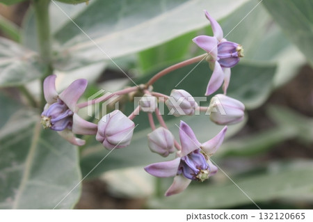 Delicate purple and white flowers with fuzzy leaves bloom on a plant in soft, natural light Delicate purple and white flowers with fuzzy leaves bloom on a plant in soft, natural light 132120665