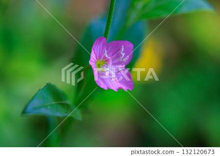 Rose-colored evening primrose, also known as Akabana Yuugesho Rose-colored evening primrose, also known as Akabana Yuugesho 132120673