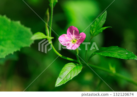 Rose-colored evening primrose, also known as Akabana Yuugesho Rose-colored evening primrose, also known as Akabana Yuugesho 132120674