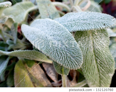 羊耳菜，港口未來公園 132120760