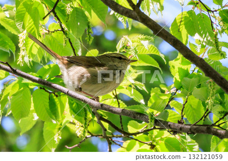 A warbler that announces spring but doesn't show up despite its familiar voice A warbler that announces spring but doesn't show up despite its familiar voice 132121059
