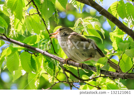 鳴鳥宣告了春天的到來,但儘管有熟悉的聲音卻沒有出現 鳴鳥宣告了春天的到來,但儘管有熟悉的聲音卻沒有出現 132121061