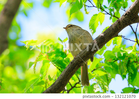 鳴鳥宣告了春天的到來,但儘管有熟悉的聲音卻沒有出現 鳴鳥宣告了春天的到來,但儘管有熟悉的聲音卻沒有出現 132121070