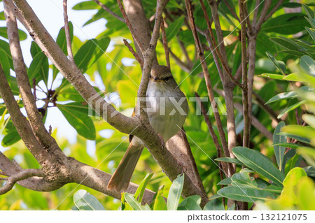 鳴鳥宣告了春天的到來,但儘管有熟悉的聲音卻沒有出現 鳴鳥宣告了春天的到來,但儘管有熟悉的聲音卻沒有出現 132121075