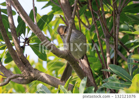 鳴鳥宣告了春天的到來,但儘管有熟悉的聲音卻沒有出現 鳴鳥宣告了春天的到來,但儘管有熟悉的聲音卻沒有出現 132121076
