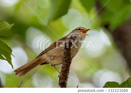 鳴鳥宣告了春天的到來,但儘管有熟悉的聲音卻沒有出現 鳴鳥宣告了春天的到來,但儘管有熟悉的聲音卻沒有出現 132121080
