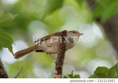 A warbler that announces spring but doesn't show up despite its familiar voice A warbler that announces spring but doesn't show up despite its familiar voice 132121081