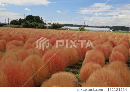 芳賀的某個秋景 132121234