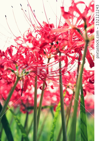 Red spider lilies in full bloom 132121243