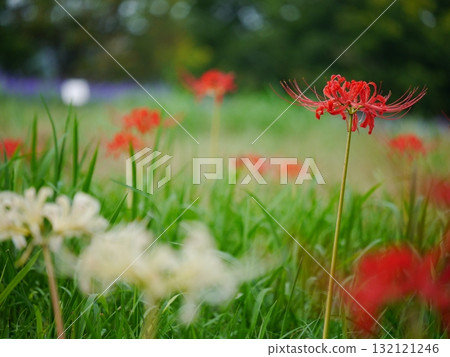 盛開的紅花蜘蛛百合 盛開的紅花蜘蛛百合 132121246