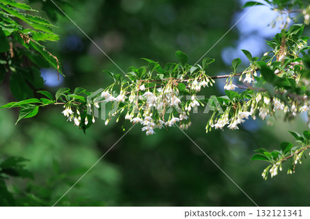 It is beautiful with many white flowers blooming, but it is a deciduous tree called Styrax japonicus because it stimulates when it contains fruits in its mouth. 132121341