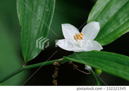 It is beautiful with many white flowers blooming, but it is a deciduous tree called Styrax japonicus because it stimulates when it contains fruits in its mouth. 132121345