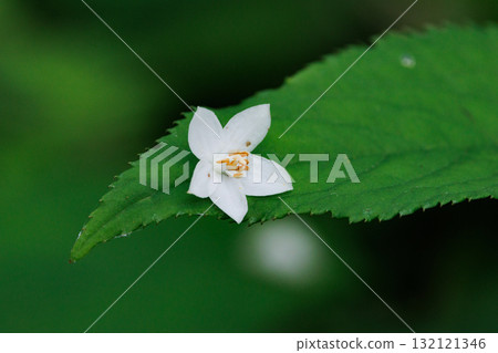 它很漂亮,開著許多白色的花朵,但它是一種落葉樹,被稱為 Styrax japonicus,因為它在嘴裡含水果時會刺激。 它很漂亮,開著許多白色的花朵,但它是一種落葉樹,被稱為 Styrax japonicus,因為它在嘴裡含水果時會刺激。 132121346