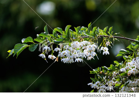 它很漂亮，開著許多白色的花朵，但它是一種落葉樹，被稱為 Styrax japonicus，因為它在嘴裡含水果時會刺激。 132121348