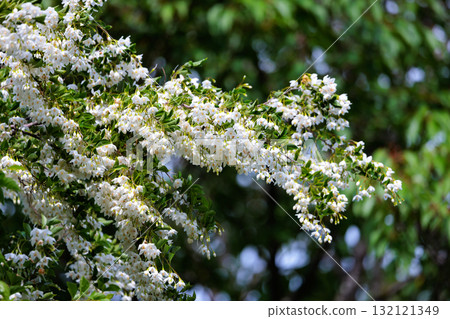 它很漂亮，開著許多白色的花朵，但它是一種落葉樹，被稱為 Styrax japonicus，因為它在嘴裡含水果時會刺激。 132121349