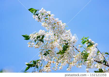 它很漂亮，開著許多白色的花朵，但它是一種落葉樹，被稱為 Styrax japonicus，因為它在嘴裡含水果時會刺激。 132121350