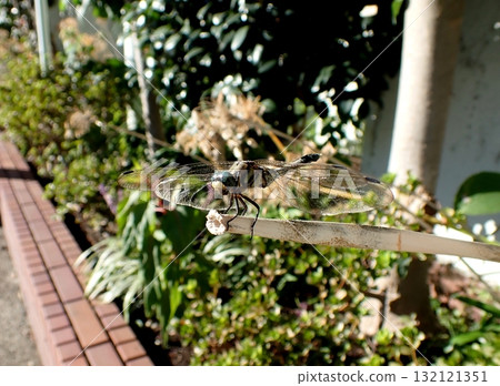 鹽卡拉蜻蜓男 鹽卡拉蜻蜓男 132121351