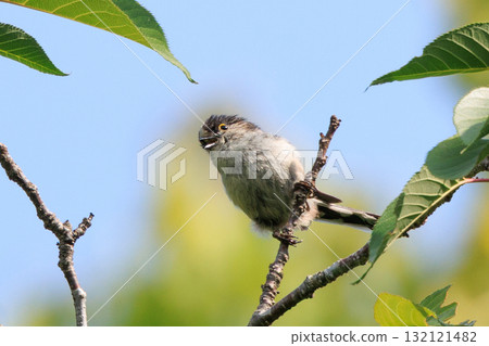 Long-tailed long-tailed small white bird popular for its cute gestures Long-tailed long-tailed small white bird popular for its cute gestures 132121482