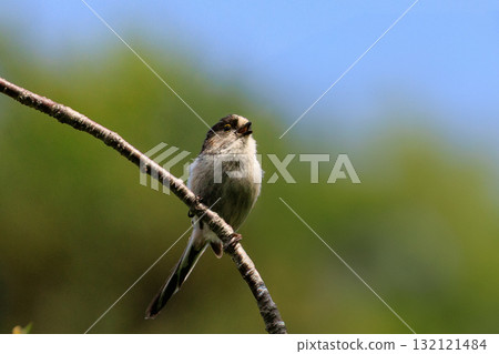 Long-tailed long-tailed small white bird popular for its cute gestures 132121484