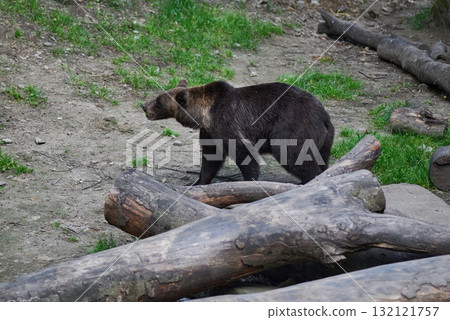 A brown bear in a Zoo in Cesky Krumlov in South Bohemia in Czech Republic 132121757