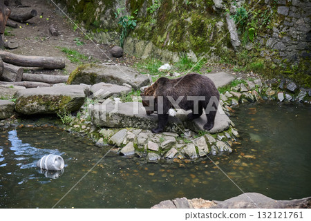 Brown Bear Near Pond in Natural Habitat in a Zoo in Cesky Krumlov in South Bohemia in Czech Republic Brown Bear Near Pond in Natural Habitat in a Zoo in Cesky Krumlov in South Bohemia in Czech Republic 132121761