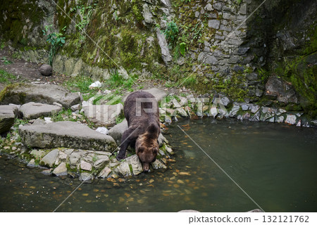 Brown Bear Near Pond in Natural Habitat in a Zoo in Cesky Krumlov in South Bohemia in Czech Republic 132121762