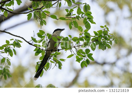 Helmet-like head onaga that can be seen only in eastern Japan 132121819